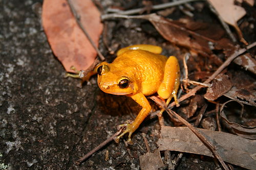 Black Mountain boulder frog